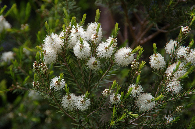 Debunking the Tea Tree Oil Myth: Safe and Beneficial for Horses and Do ...