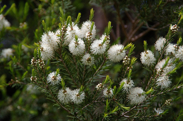 Debunking the Tea Tree Oil Myth: Safe and Beneficial for Horses and Dogs